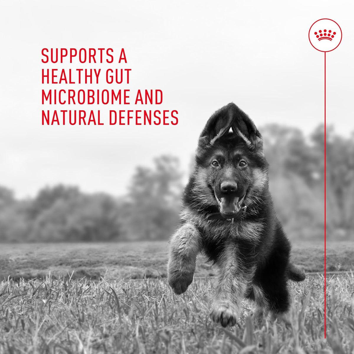 Royal Canin Probiotics for Dogs Digestive & Immune Health Powder Supplement 30 Count