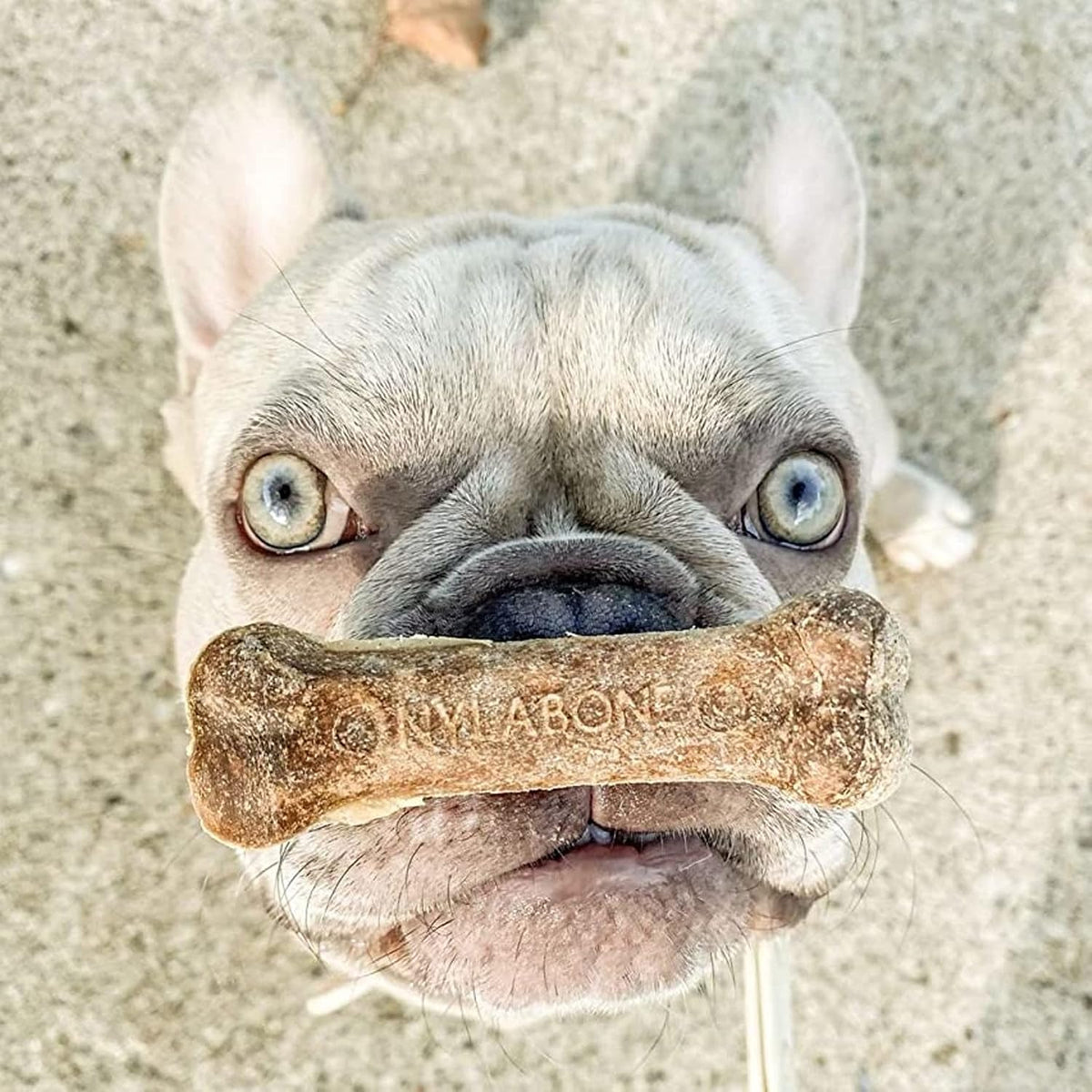 Nylabone Healthy Edibles Roast Beef Dog Chews Medium Wolf 2 Count