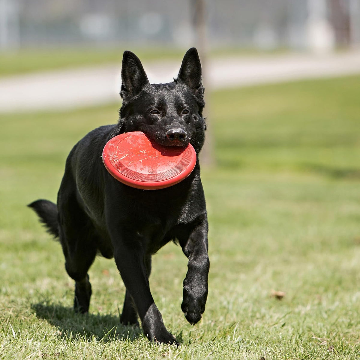 KONG Durable Natural Rubber Flying Disc Toy for Large Dogs