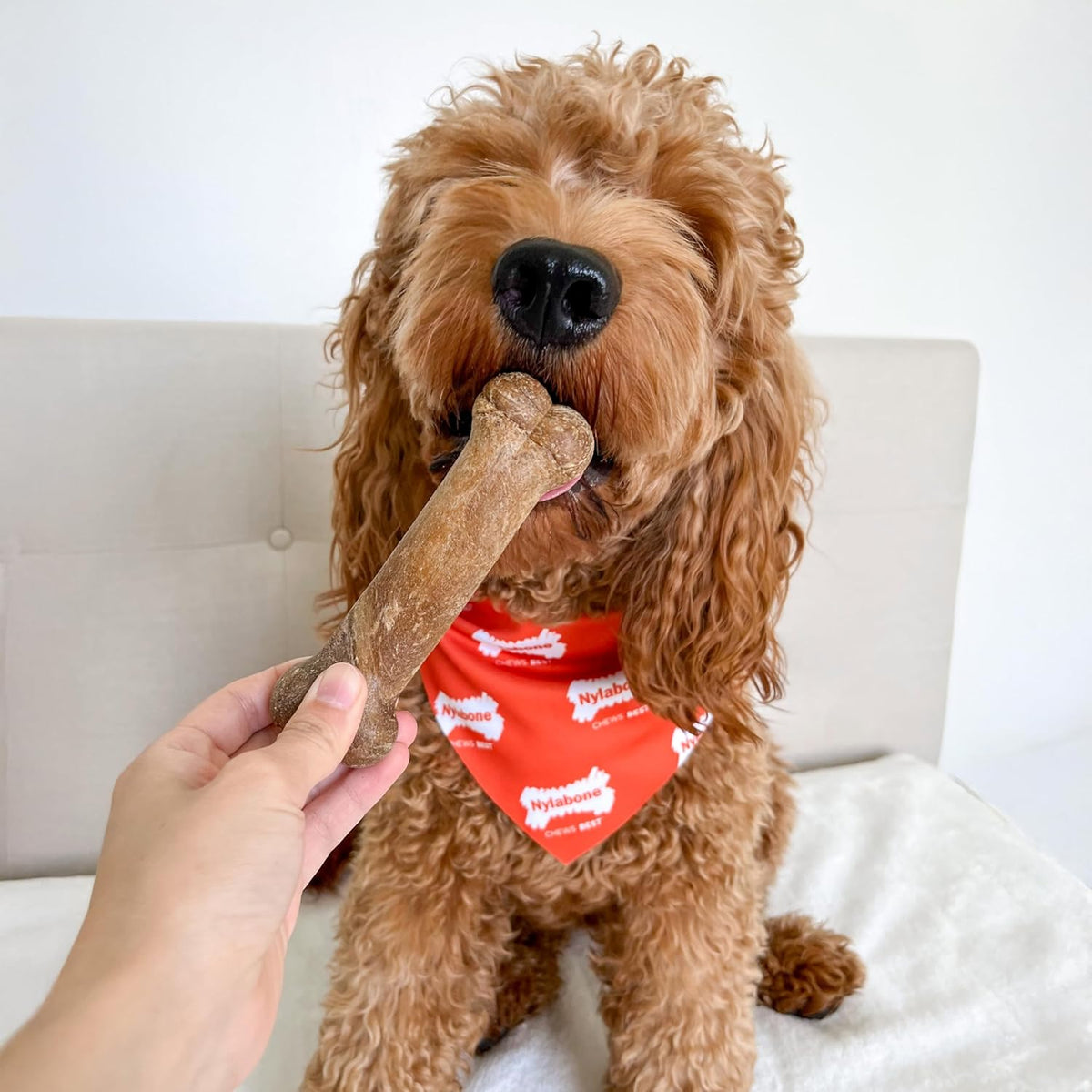 Nylabone Healthy Edibles Roast Beef Dog Chews Medium Wolf 2 Count