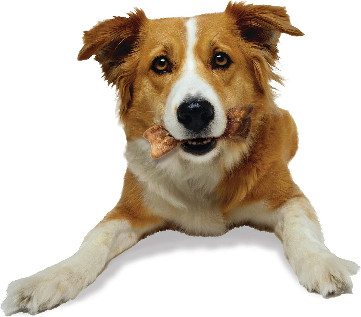Nylabone Healthy Natural Edibles Wild Bison Dog Chews Medium 2 Count