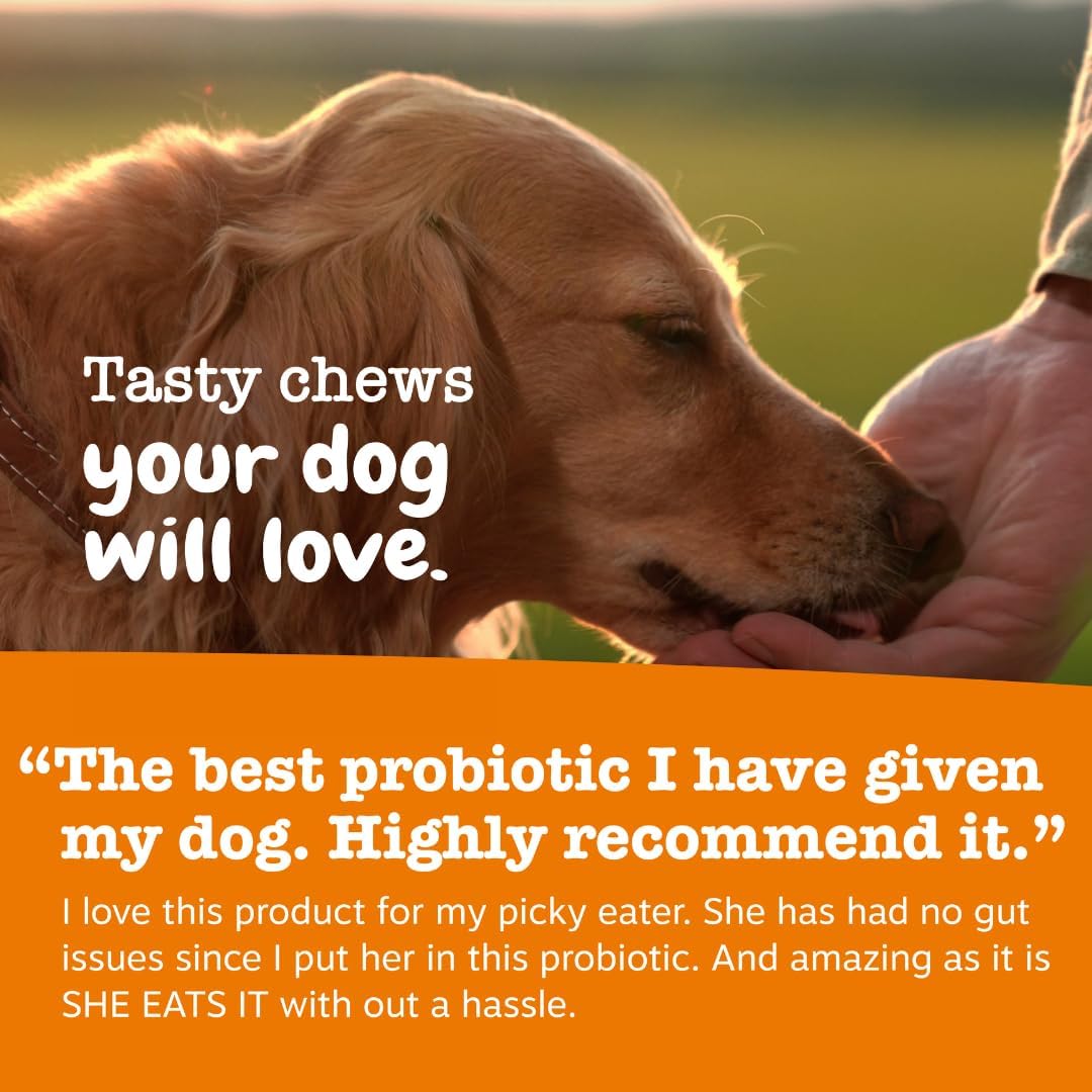 Zesty Paws Probiotic Bites pumpkin Flavor 90 count for Dogs Digestive & Gut Health