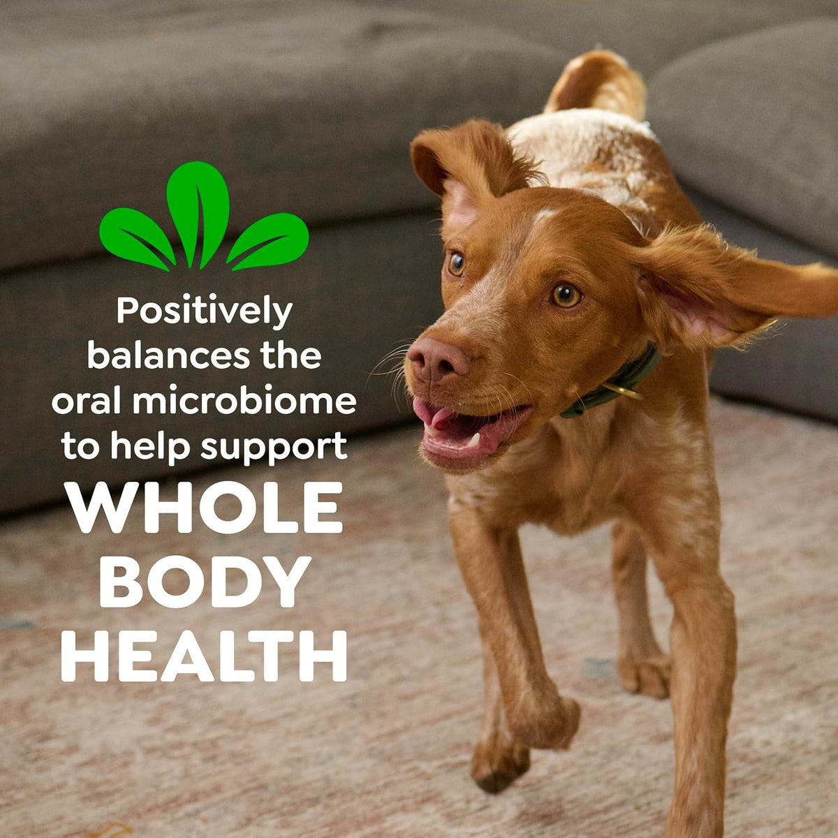 Greenies Original Natural Dental Chews for Large Dog Treats 36 oz 24 Count