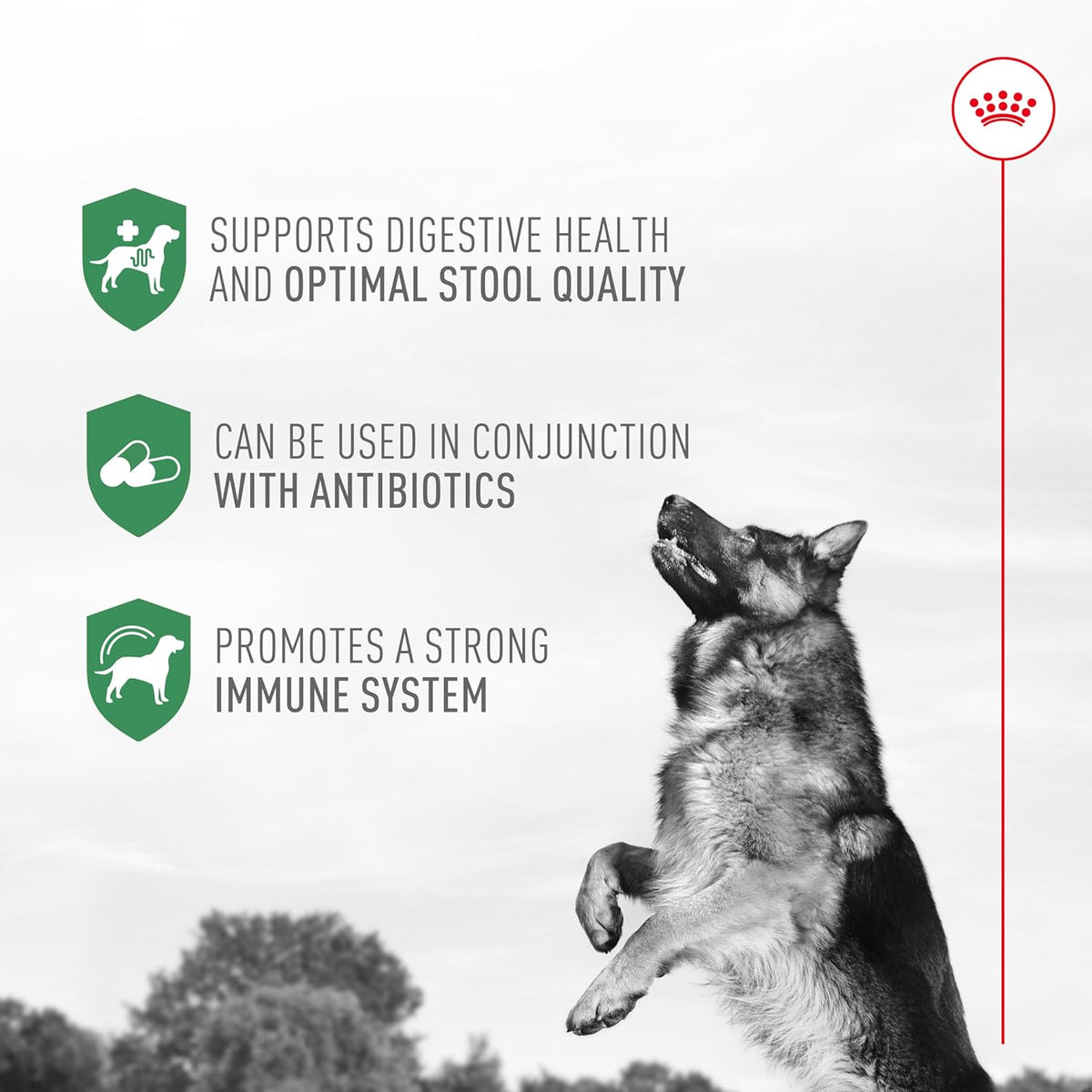 Royal Canin Probiotics for Dogs Digestive & Immune Health Powder Supplement 30 Count