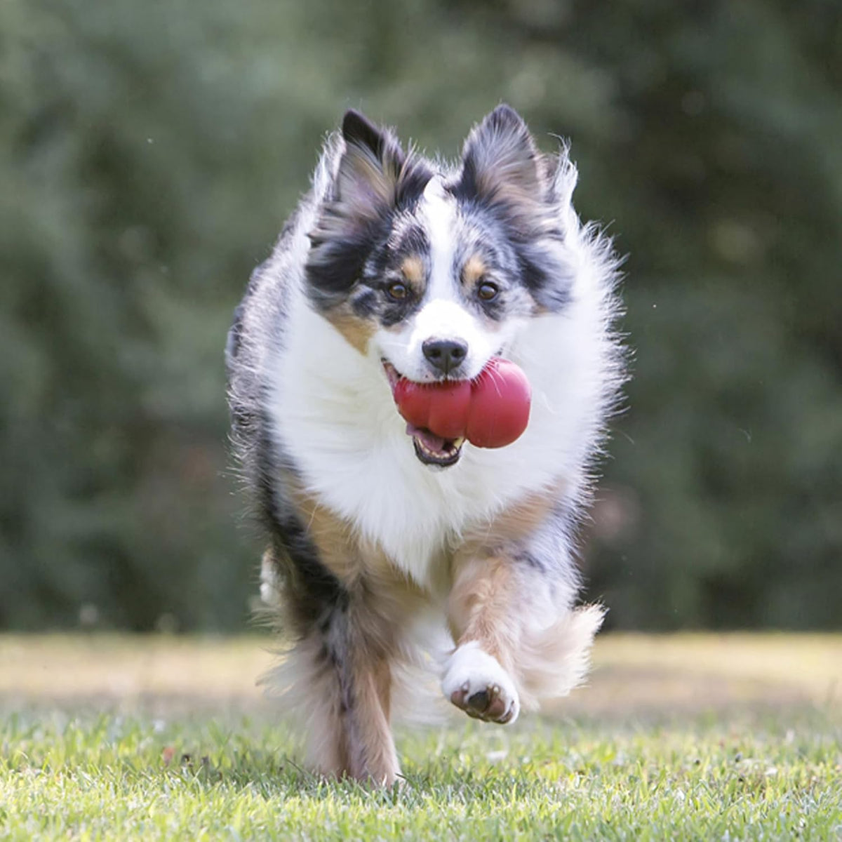 KONG Classic Dog Toy "Medium" Red | Durable Rubber Chew & Treat Toy
