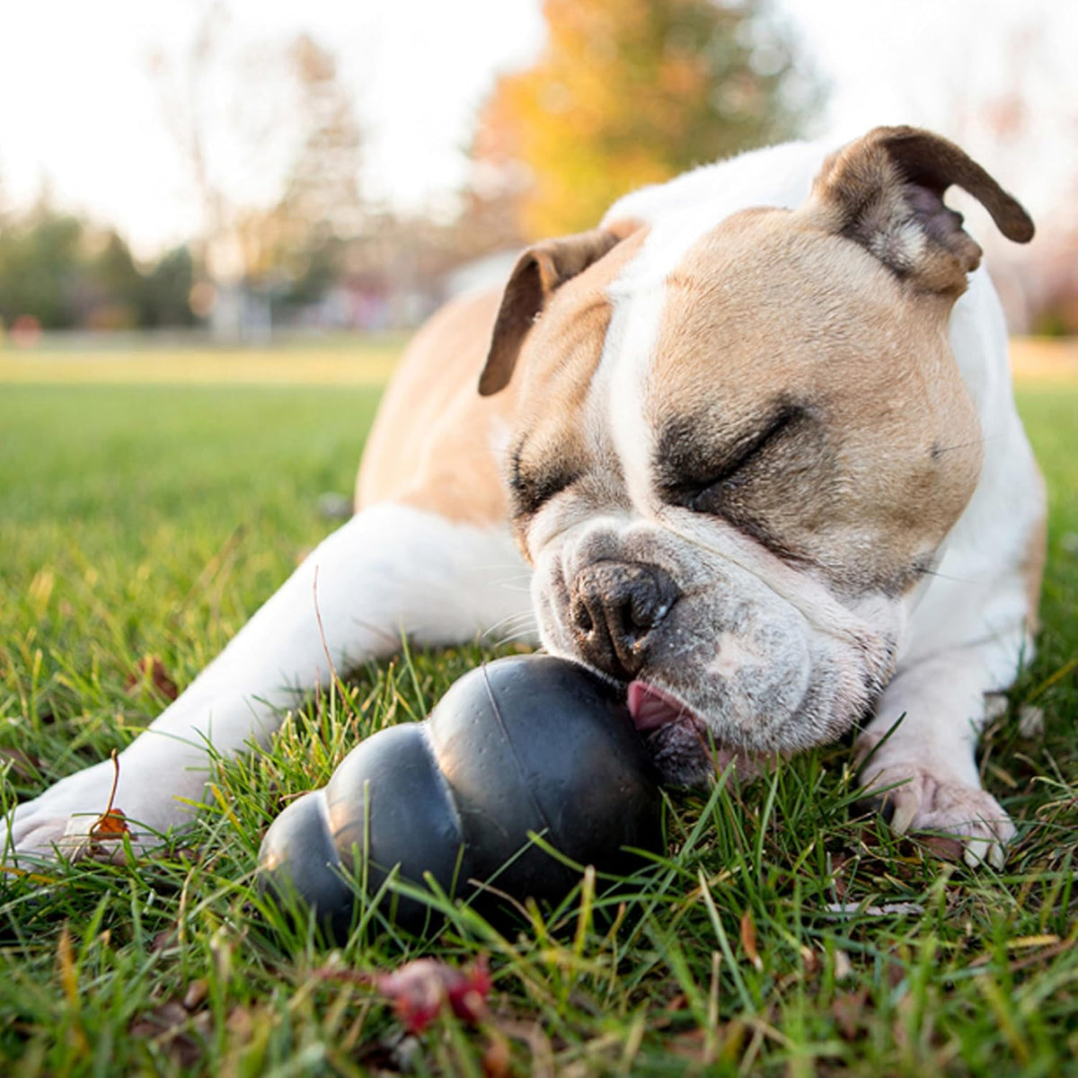 KONG Extreme Large Dog Toy – Tough Natural Rubber Chew, Fetch & Treat Dispensing Toy