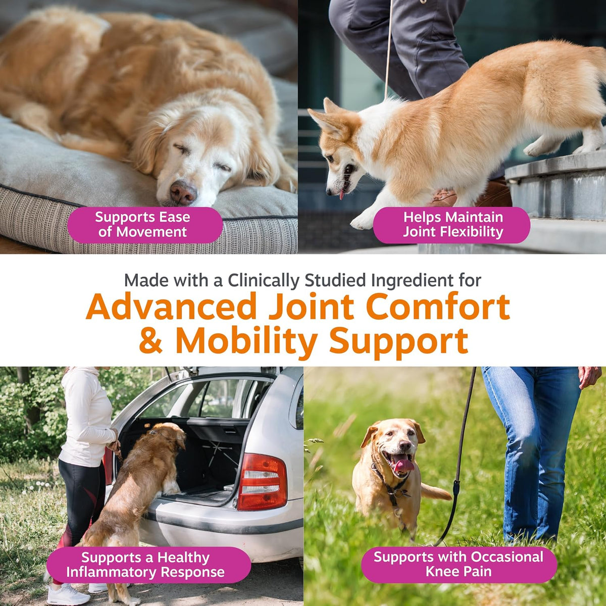 Dog Mobility Supplement 90 Soft Chews Best Price UAE